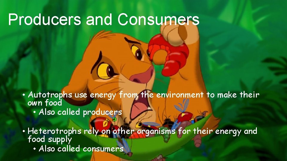 Producers and Consumers • Autotrophs use energy from the environment to make their own