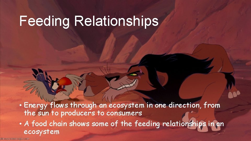 Feeding Relationships • Energy flows through an ecosystem in one direction, from the sun