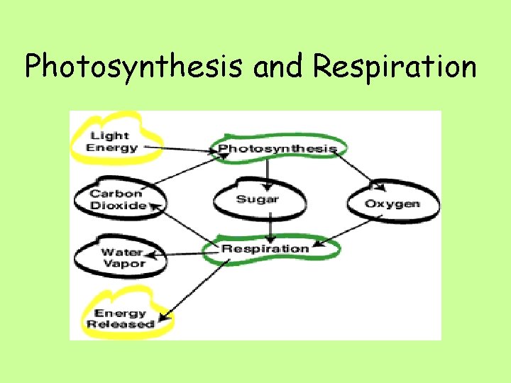 Photosynthesis and Respiration 