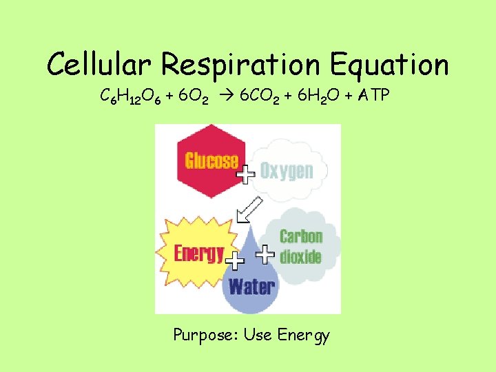 Cellular Respiration Equation C 6 H 12 O 6 + 6 O 2 6