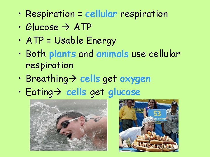  • • Respiration = cellular respiration Glucose ATP = Usable Energy Both plants