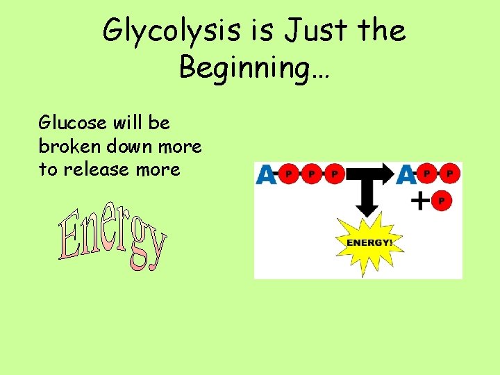 Glycolysis is Just the Beginning… Glucose will be broken down more to release more