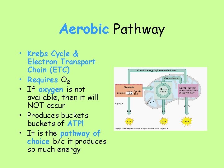 Aerobic Pathway • Krebs Cycle & Electron Transport Chain (ETC) • Requires O 2