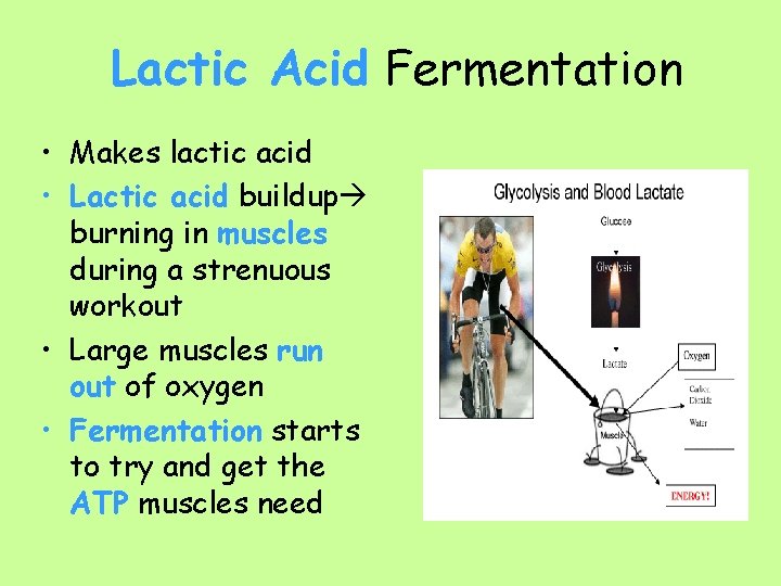 Lactic Acid Fermentation • Makes lactic acid • Lactic acid buildup burning in muscles