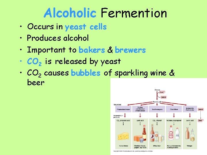  • • • Alcoholic Fermention Occurs in yeast cells Produces alcohol Important to