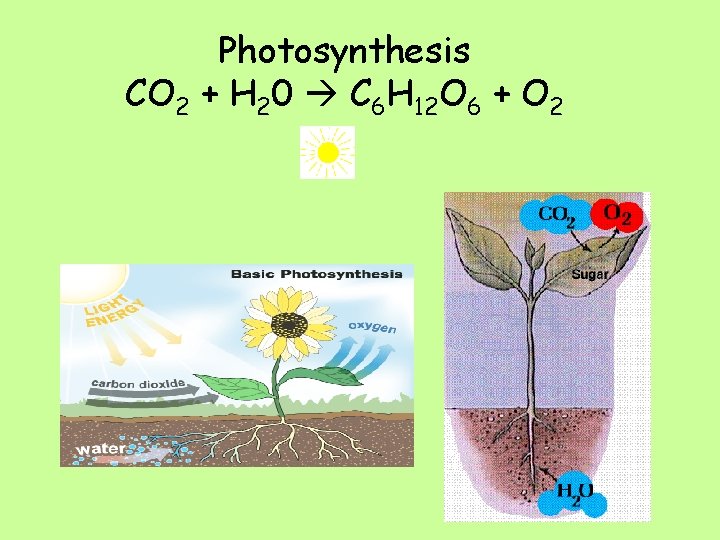 Photosynthesis CO 2 + H 20 C 6 H 12 O 6 + O