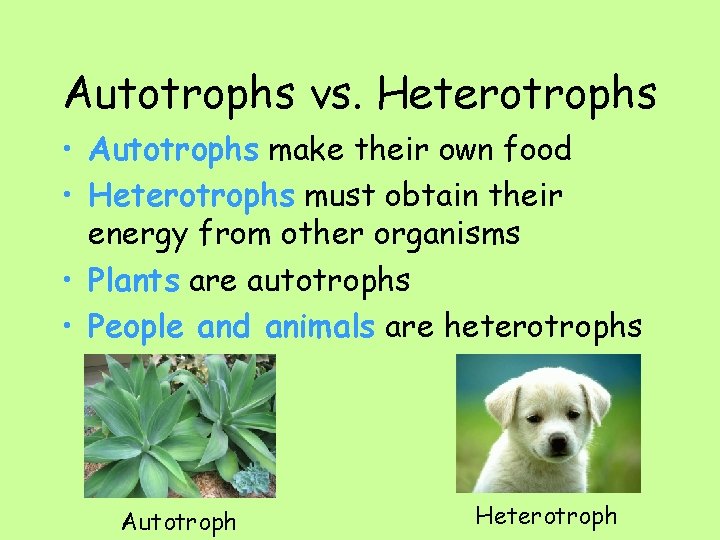 Autotrophs vs. Heterotrophs • Autotrophs make their own food • Heterotrophs must obtain their