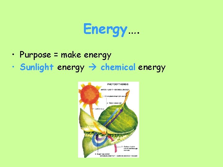 Energy…. • Purpose = make energy • Sunlight energy chemical energy 