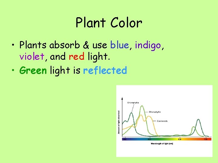Plant Color • Plants absorb & use blue, indigo, violet, and red light. •