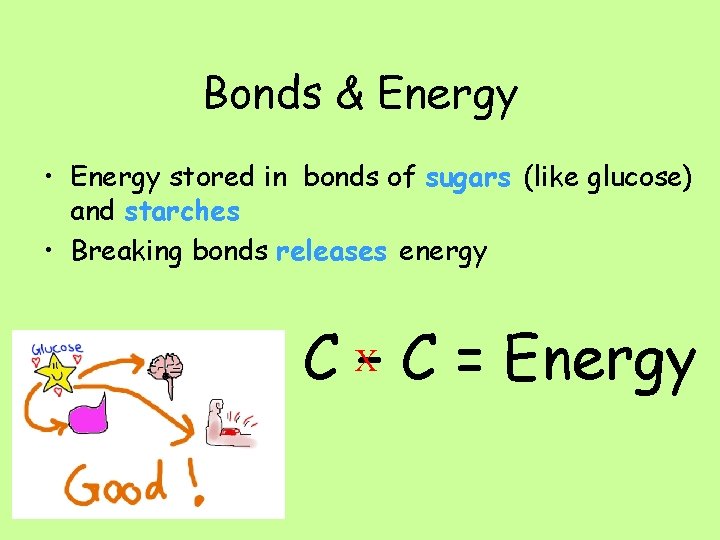 Bonds & Energy • Energy stored in bonds of sugars (like glucose) and starches