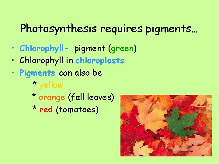 Photosynthesis requires pigments… • Chlorophyll- pigment (green) • Chlorophyll in chloroplasts • Pigments can