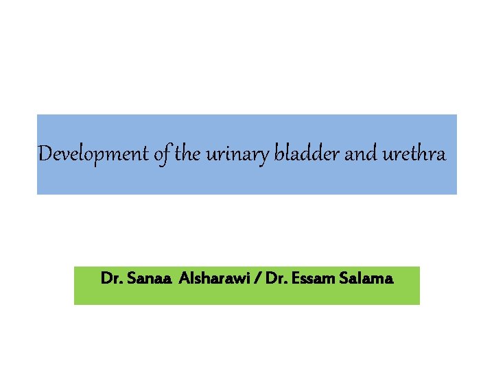 Development of the urinary bladder and urethra Dr. Sanaa Alsharawi / Dr. Essam Salama