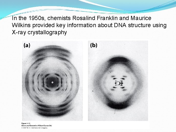 In the 1950 s, chemists Rosalind Franklin and Maurice Wilkins provided key information about
