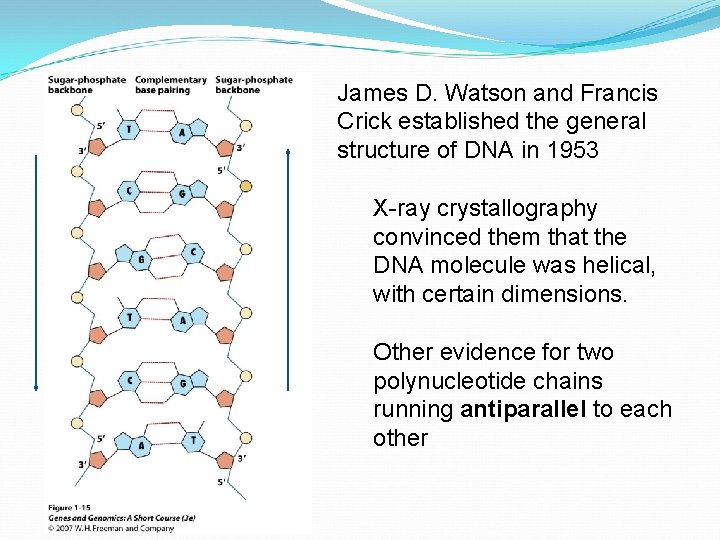 James D. Watson and Francis Crick established the general structure of DNA in 1953