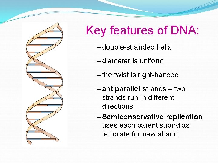 Key features of DNA: – double-stranded helix – diameter is uniform – the twist