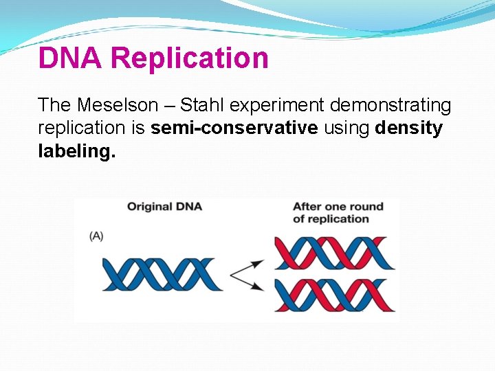 DNA Replication The Meselson – Stahl experiment demonstrating replication is semi-conservative using density labeling.