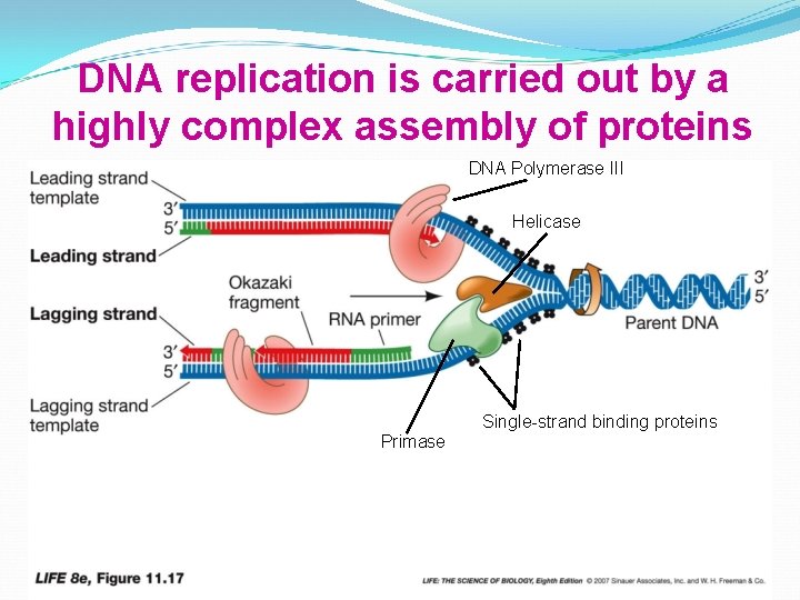 DNA replication is carried out by a highly complex assembly of proteins DNA Polymerase