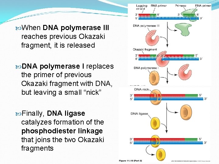  When DNA polymerase III reaches previous Okazaki fragment, it is released DNA polymerase