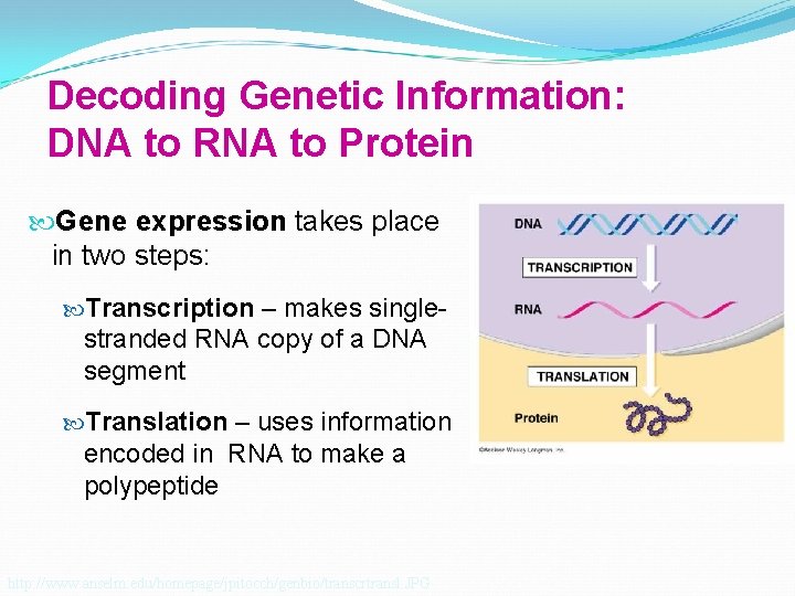 Decoding Genetic Information: DNA to RNA to Protein Gene expression takes place in two