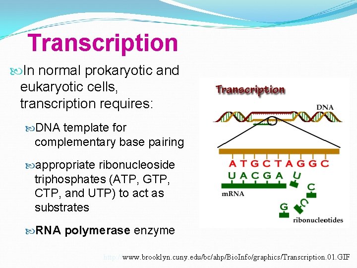 Transcription In normal prokaryotic and eukaryotic cells, transcription requires: DNA template for complementary base