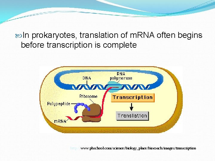  In prokaryotes, translation of m. RNA often begins before transcription is complete http: