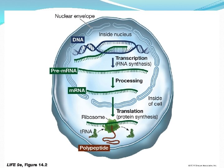 Figure 14. 2 From Gene to Protein 