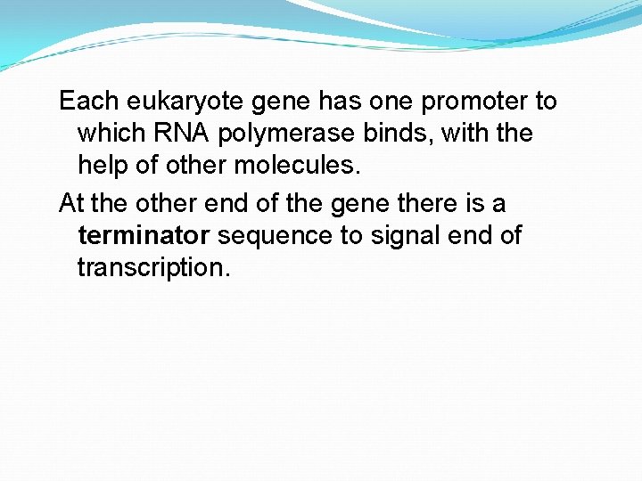 Each eukaryote gene has one promoter to which RNA polymerase binds, with the help