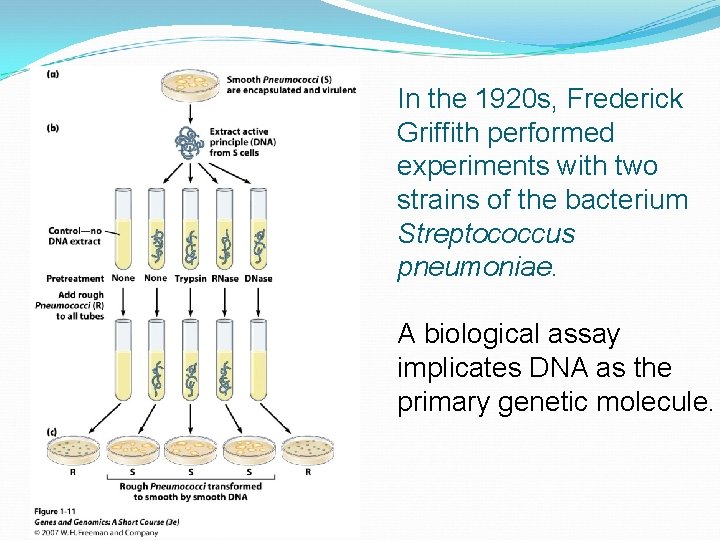 In the 1920 s, Frederick Griffith performed experiments with two strains of the bacterium