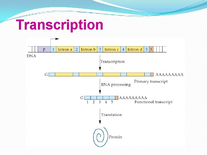 Transcription 