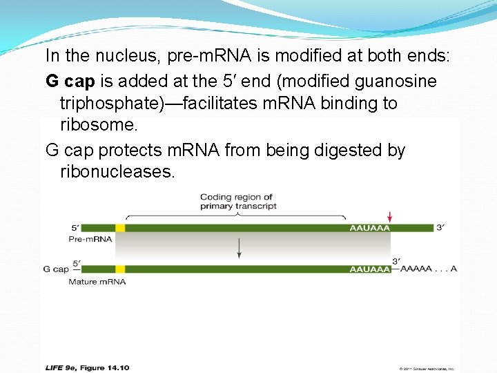 In the nucleus, pre-m. RNA is modified at both ends: G cap is added
