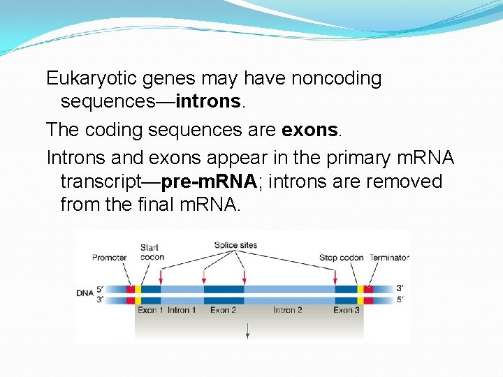 Eukaryotic genes may have noncoding sequences—introns. The coding sequences are exons. Introns and exons