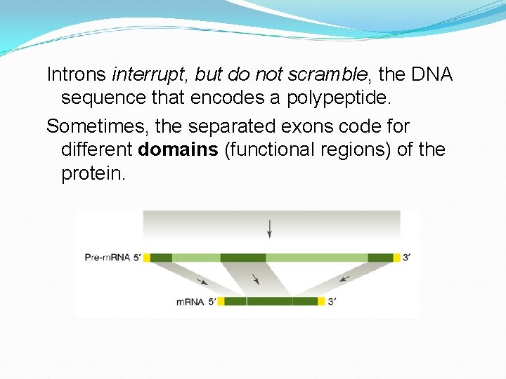 Introns interrupt, but do not scramble, the DNA sequence that encodes a polypeptide. Sometimes,