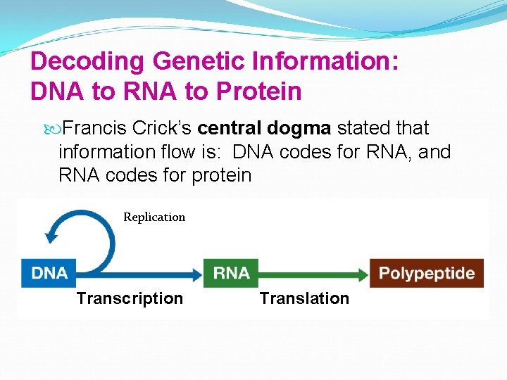 Decoding Genetic Information: DNA to RNA to Protein Francis Crick’s central dogma stated that