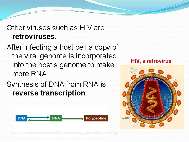 Other viruses such as HIV are retroviruses. After infecting a host cell a copy