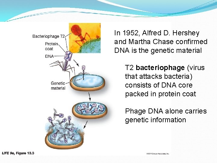 In 1952, Alfred D. Hershey and Martha Chase confirmed DNA is the genetic material