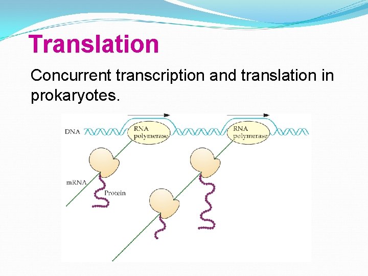 Translation Concurrent transcription and translation in prokaryotes. 