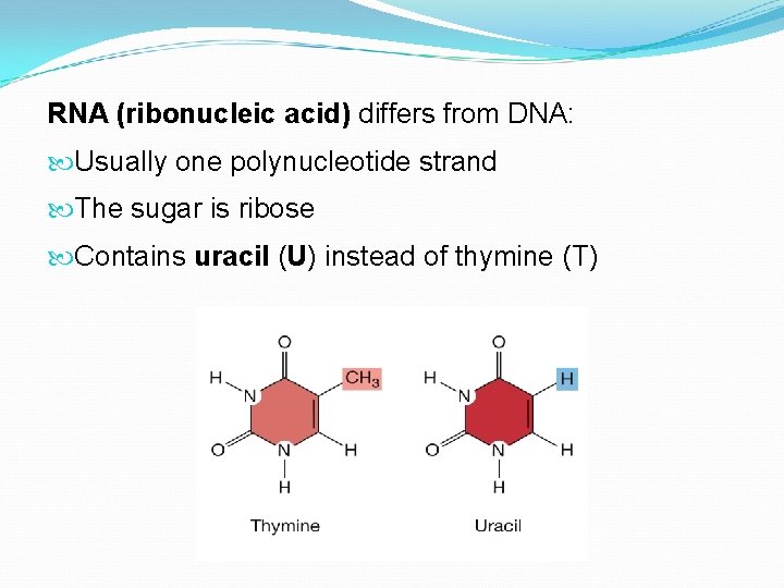 RNA (ribonucleic acid) differs from DNA: Usually one polynucleotide strand The sugar is ribose