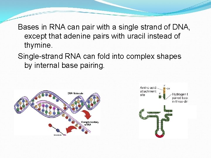 Bases in RNA can pair with a single strand of DNA, except that adenine