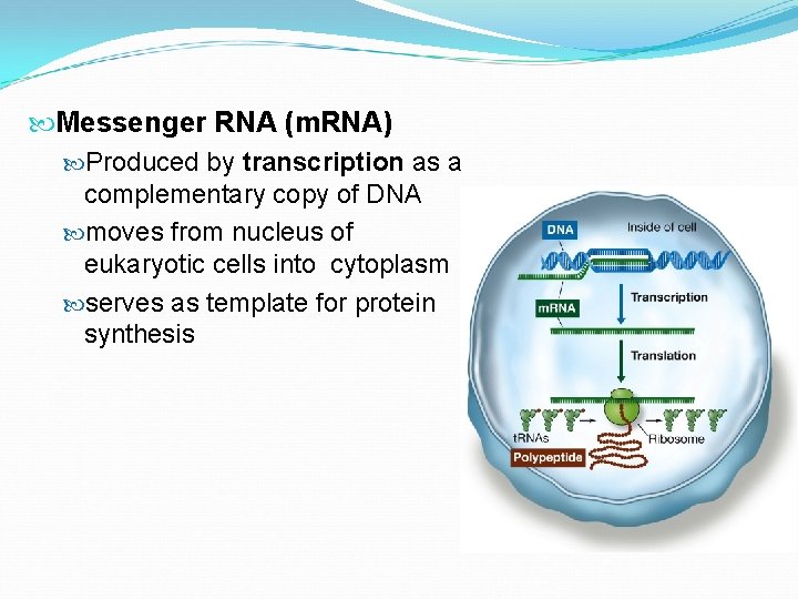  Messenger RNA (m. RNA) Produced by transcription as a complementary copy of DNA