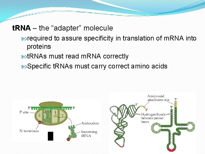 t. RNA – the “adapter” molecule required to assure specificity in translation of m.