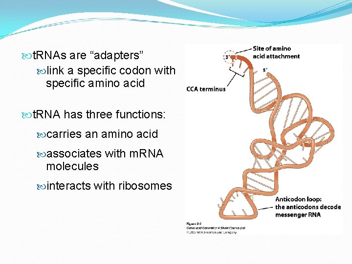  t. RNAs are “adapters” link a specific codon with specific amino acid t.
