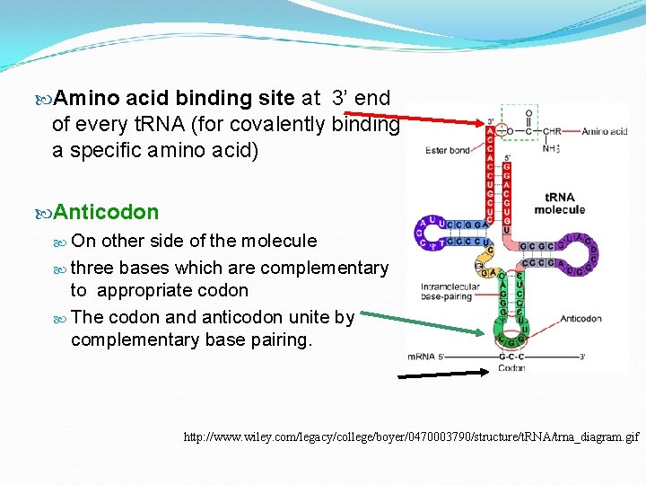  Amino acid binding site at 3’ end of every t. RNA (for covalently