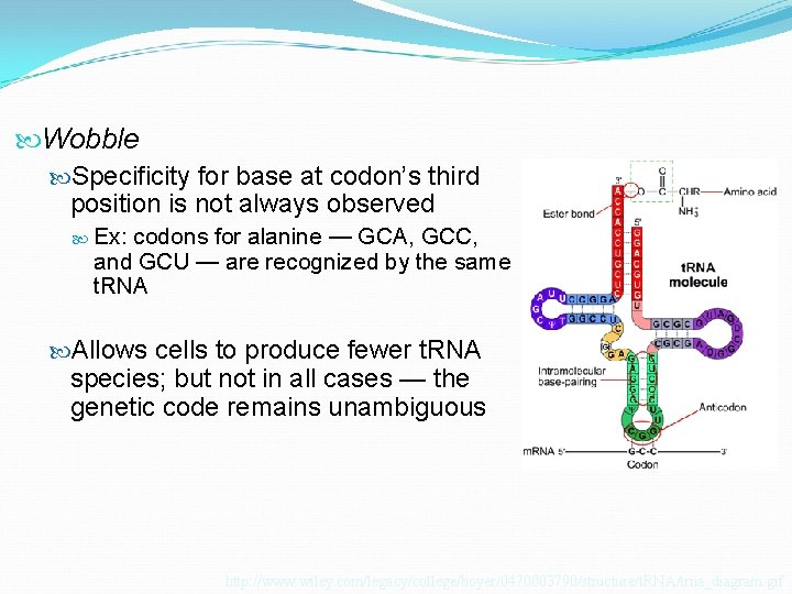  Wobble Specificity for base at codon’s third position is not always observed Ex: