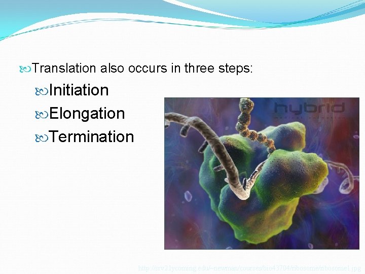  Translation also occurs in three steps: Initiation Elongation Termination http: //srv 2. lycoming.