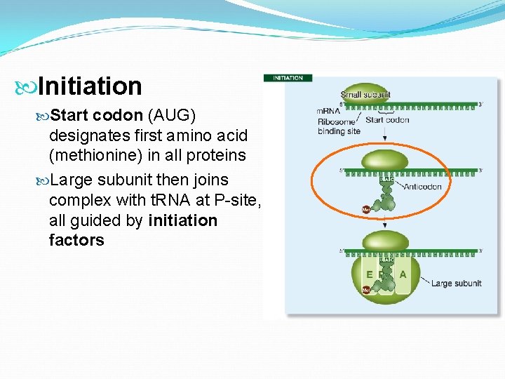  Initiation Start codon (AUG) designates first amino acid (methionine) in all proteins Large