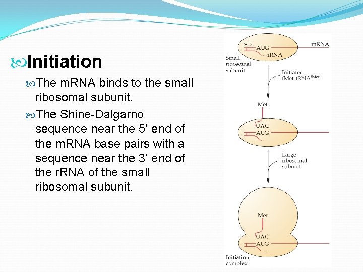  Initiation The m. RNA binds to the small ribosomal subunit. The Shine-Dalgarno sequence