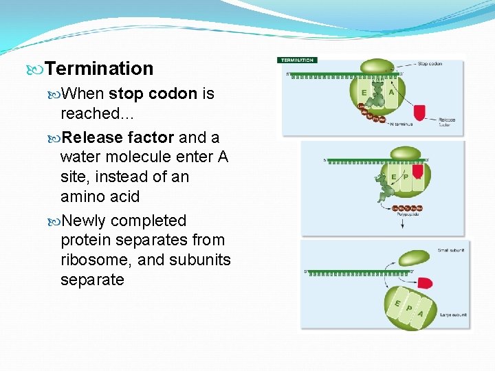  Termination When stop codon is reached… Release factor and a water molecule enter