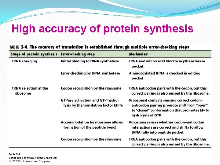 High accuracy of protein synthesis 