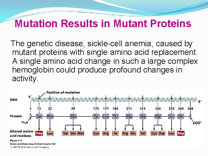 Mutation Results in Mutant Proteins The genetic disease, sickle-cell anemia, caused by mutant proteins