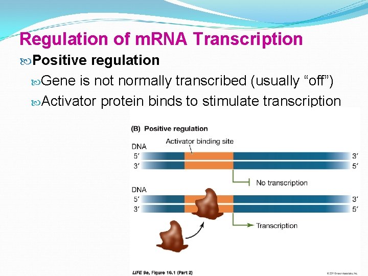 Regulation of m. RNA Transcription Positive regulation Gene is not normally transcribed (usually “off”)